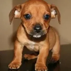 French Bull Weiner (Designer Dog)