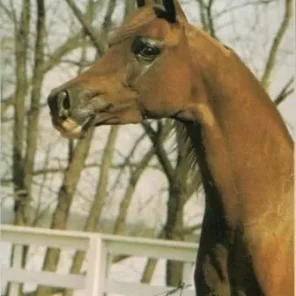 Lady Muscata