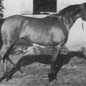 MAHFOUZA