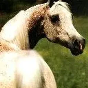 GWYNDALYN