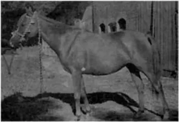 Galka