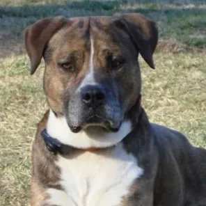 Labrabull (Designer Dog)