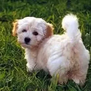 Cairnese (Designer Dog)
