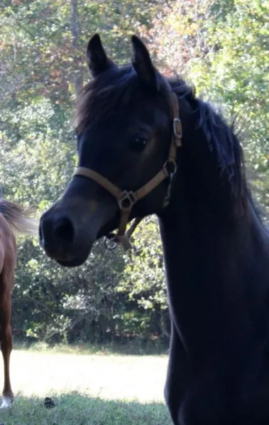 Rough Justice Colt