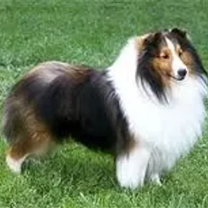 Shetland Sheepdog