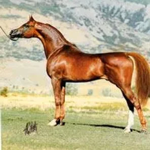 Mussiah