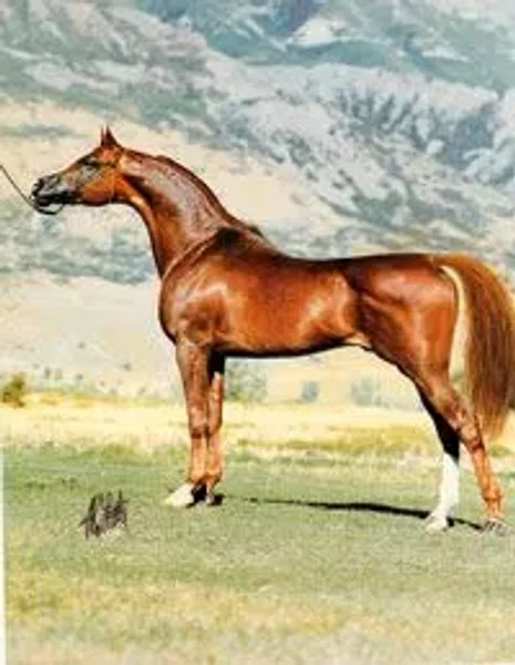 Mussiah