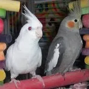 Albino Cockatiel