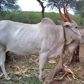 Krishna Valley