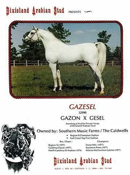 GAZESEL+