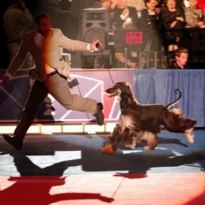 GETTING STARTED SHOWING YOUR DOG, AKC