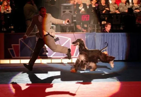 AKC Dog Show