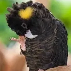 Yellow-tailed Black