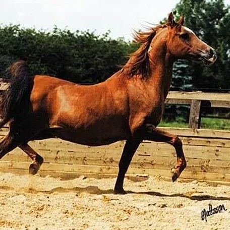 CYSTYR