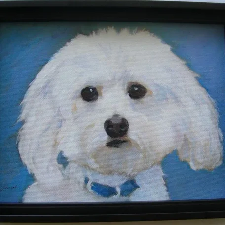 Portrait of Clancy, the handsome Havanese