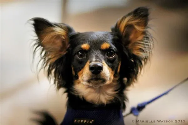 WOW...what a beautiful picture of Toni's little guy!!!
