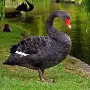 Black Swan