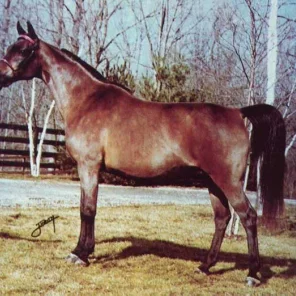 ALMAVIVA
