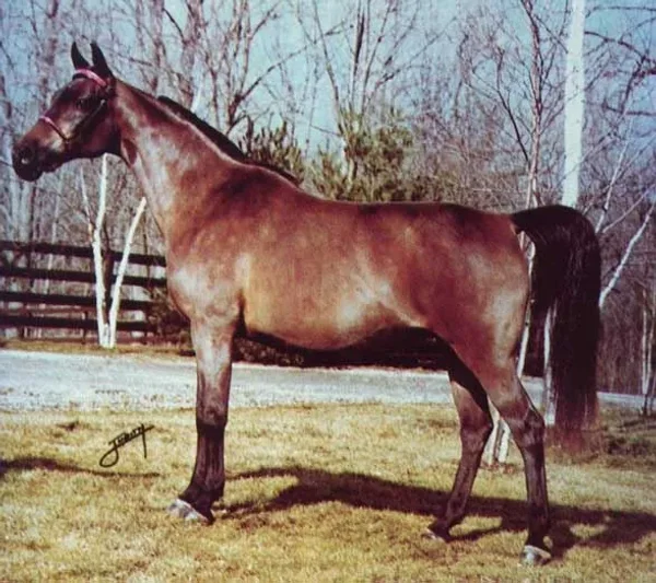 ALMAVIVA