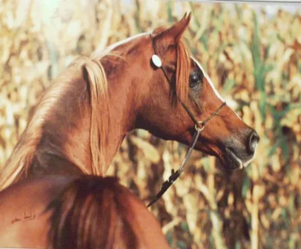 kapron