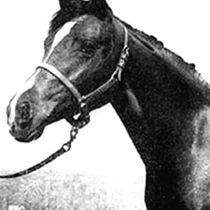 WITEZA