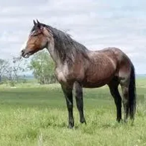 Nokota