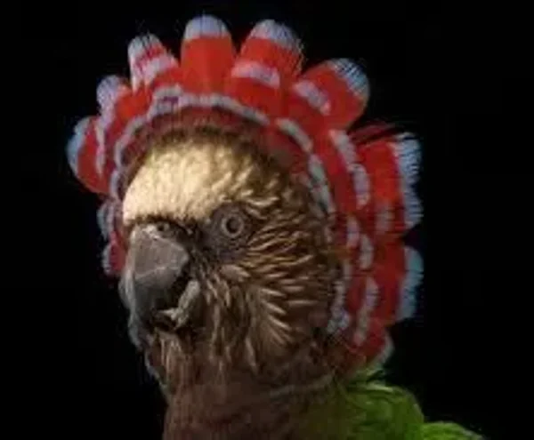 Polly Parrot
