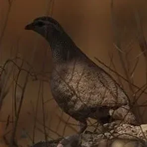 See-see Partridge