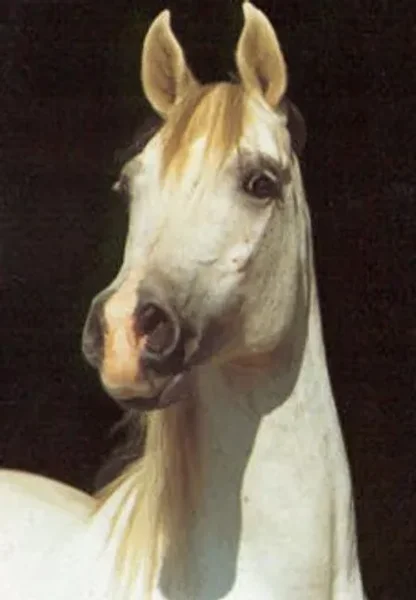 hamira