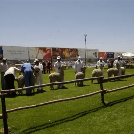 Alpaca Fiesta 2014