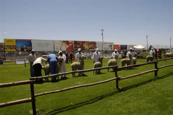 Asociación Internacional de la Alpaca