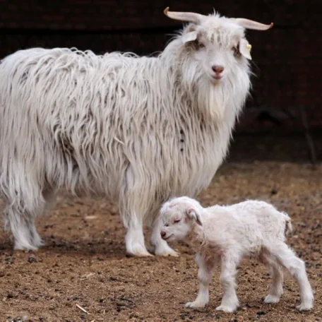 A cashmere goat is any breed of goat that produces cashmere wool, the goat's fine, soft, downy, winter undercoat, in commercial quality and quantity.