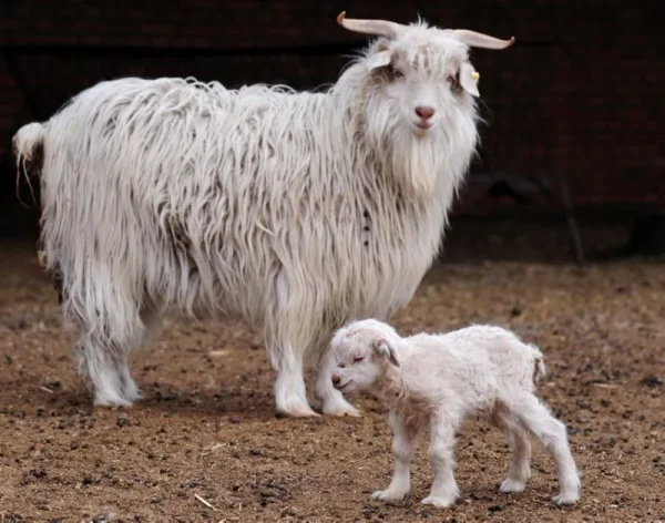 A cashmere goat is any breed of goat that produces cashmere wool, the goat's fine, soft, downy, winter undercoat, in commercial quality and quantity.