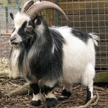 The Nigerian Dwarf goat is a miniature dairy goat breed of West African ancestry.