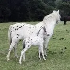 British Spotted