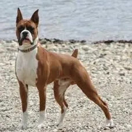 Square-jawed and muscular, the Boxer is the George Clooney of the dog world, a hunk with a sense of humor and an underlying sweetness.