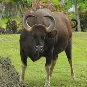 Gaur