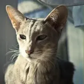 Oriental Longhair