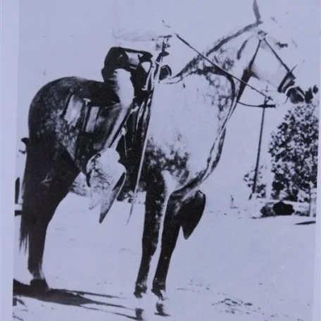Shamal (Raseyn x Estrellita) grey gelding, foaled September 15, 1936
bred by W.K. Kellogg Institute