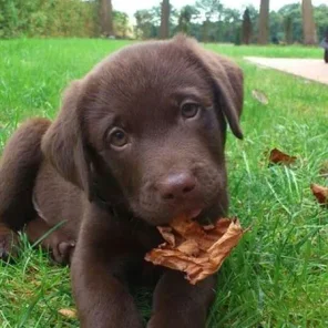 6 Ways to Keep Your Dog Healthy - Turning Over New Leaf