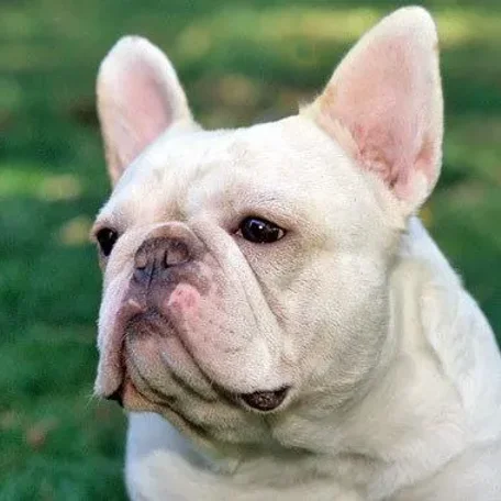 His unique appearance and mischievous nature make the Frenchie a well-loved breed.