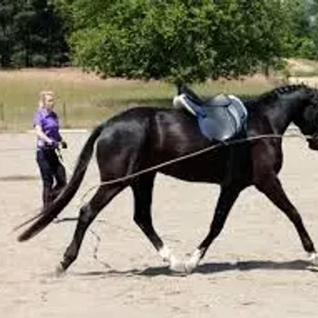 Properly Lunging a Horse