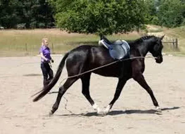 Properly Lunging a Horse