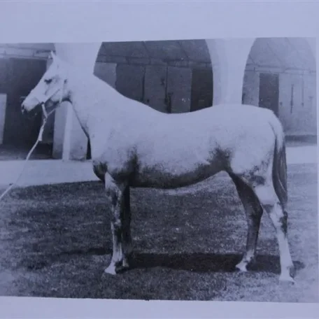 Rasewa (Raseyn x Zewa) grey mare, foaled November 18, 1946
bred by United States Government