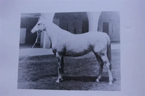 Rasewa (Raseyn x Zewa) grey mare, foaled November 18, 1946
bred by United States Government