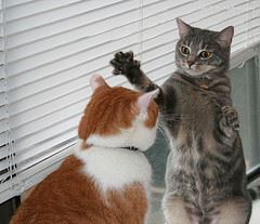 How to Help Your Cats to Get Along