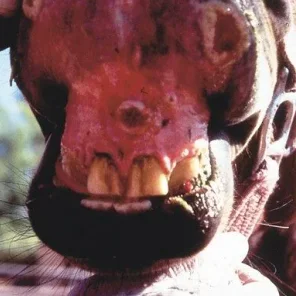 Vesicular Stomatitis Virus - Livestock Trouble!