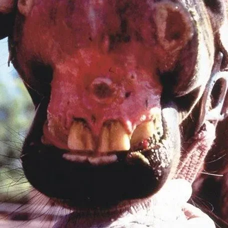 Vesicular stomatitis is an acute viral vesicular disease of cattle, horses, deer and pigs (and occasionally humans).