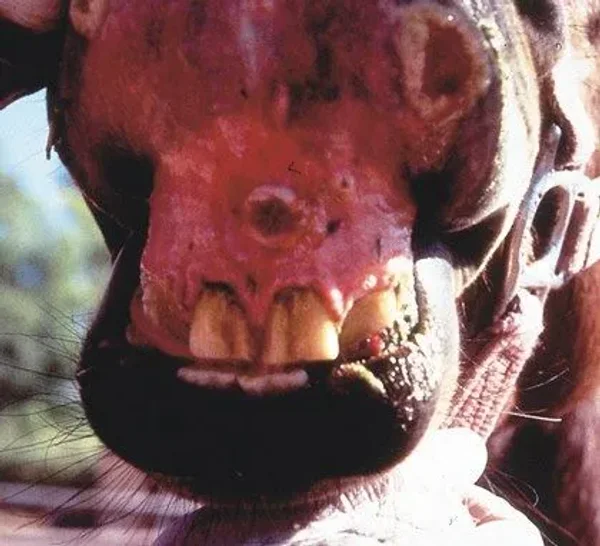 Vesicular stomatitis is an acute viral vesicular disease of cattle, horses, deer and pigs (and occasionally humans).