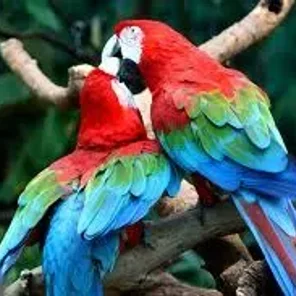 Green-winged (Red-Green)
